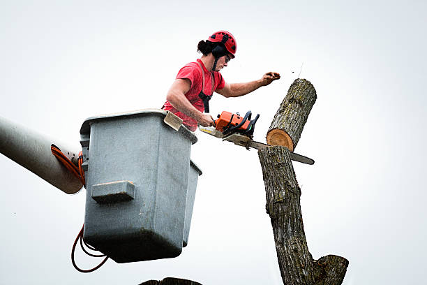 Best Fruit Tree Pruning  in Rahway, NJ