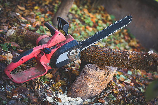 Best Tree Cabling and Bracing  in Rahway, NJ